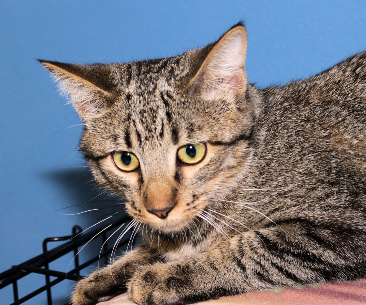 Adopt A Friend: Juan