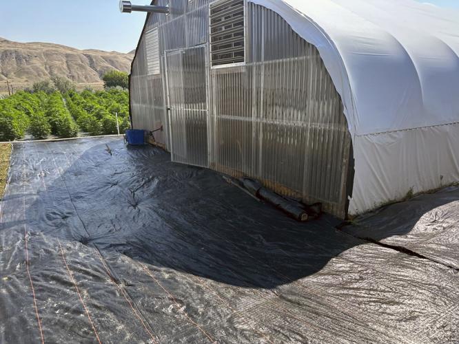 Legal Marijuana-Pesticide