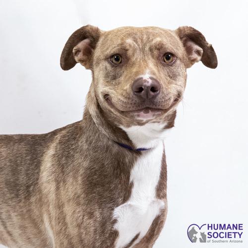 Adopt a friend: Gable