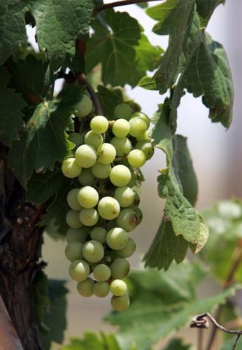 Sierra Vista positions itself as nerve center of 'Napa-zona'   