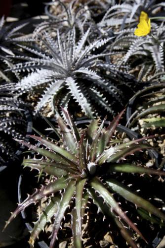 Succulent plants