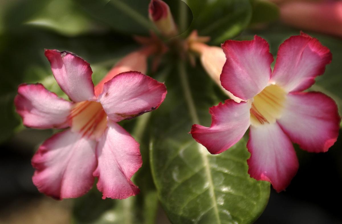 Flowering adenium