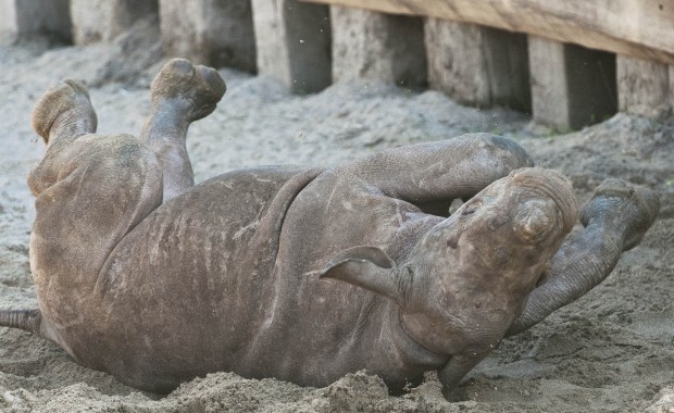 Animal shots of the week