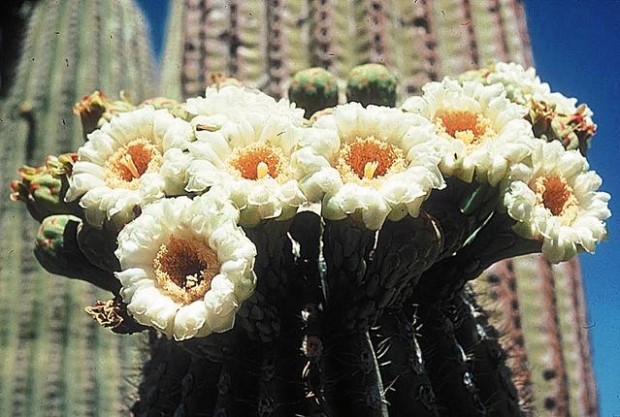 Now's the time to harvest Saguaro cactus fruit  