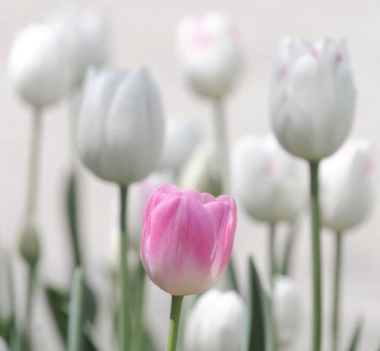 Journey to Easter: Tulips