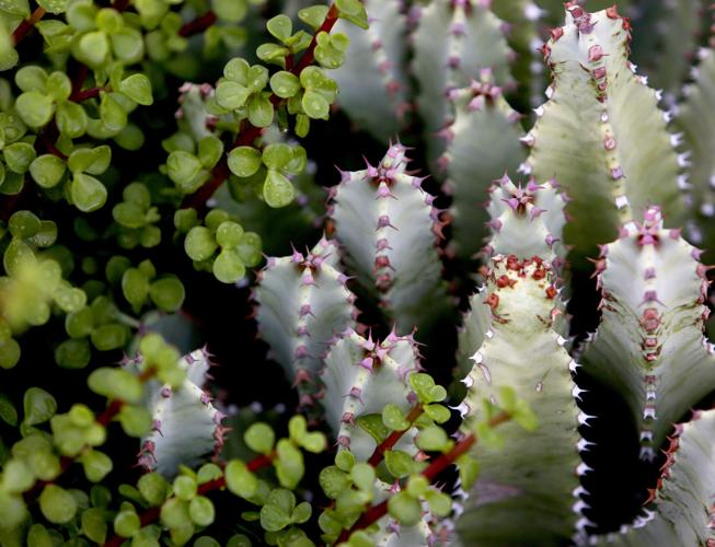 Lance and Anna Belhumeur's backyard garden