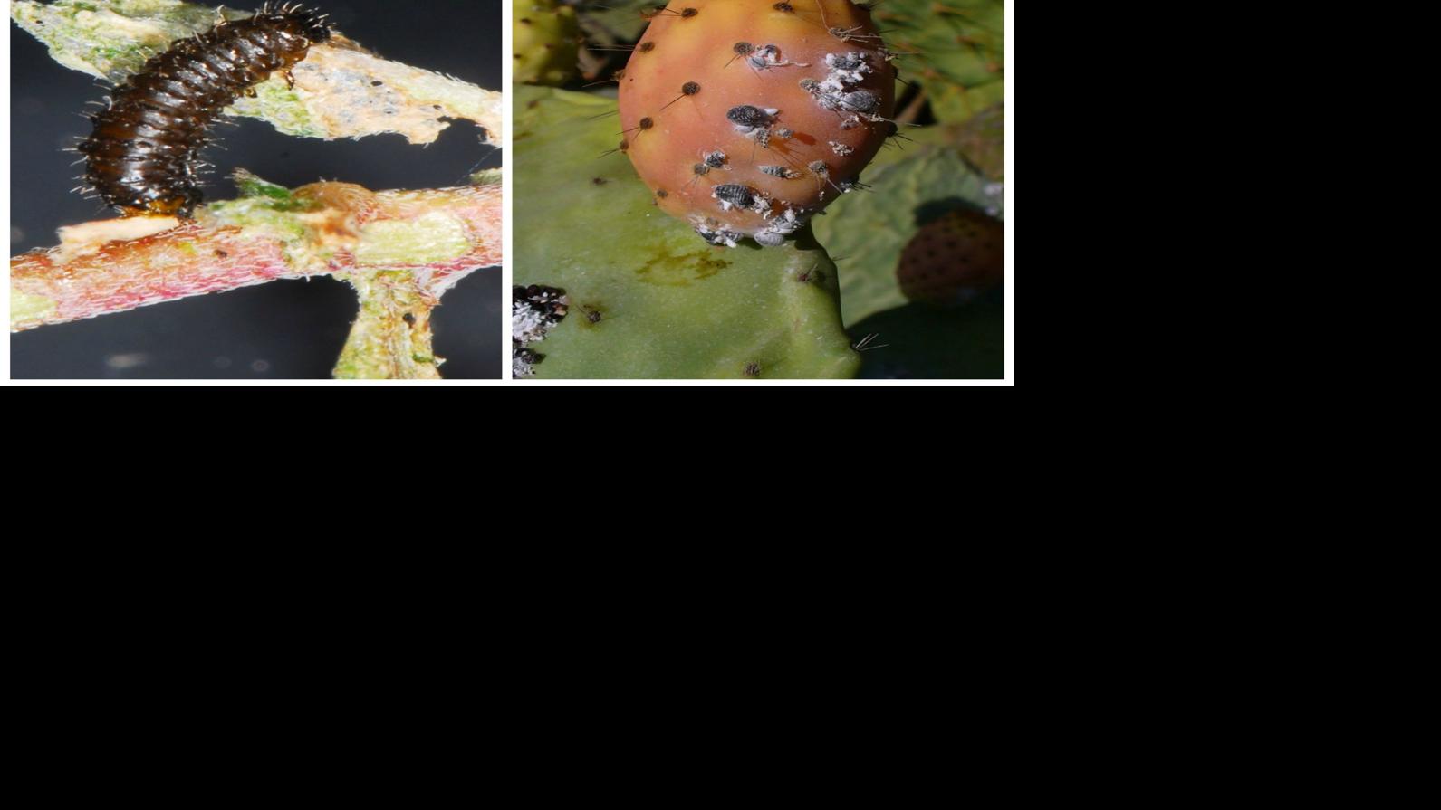 Garden sage Apple flea beetles; pruning Yuccas; cochineal scale