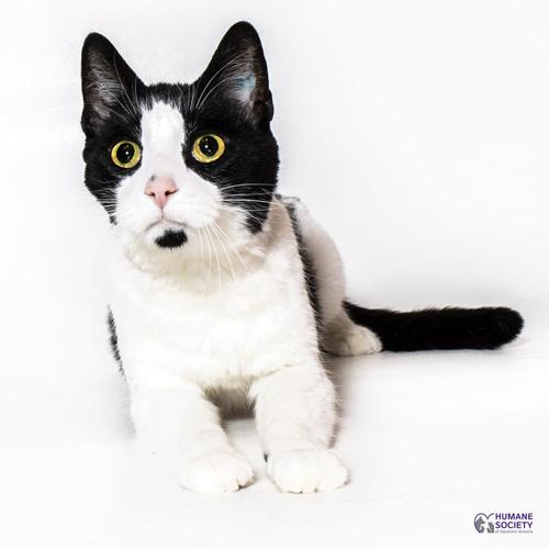 Adopt a friend: Billy