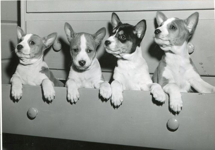 Pups in a drawer (1960)