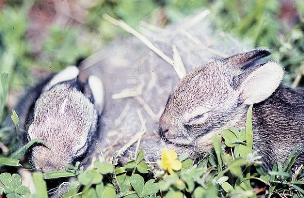 Wildlife: A peek at recent arrivals  