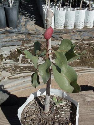 Arizona Pistachio Nursery