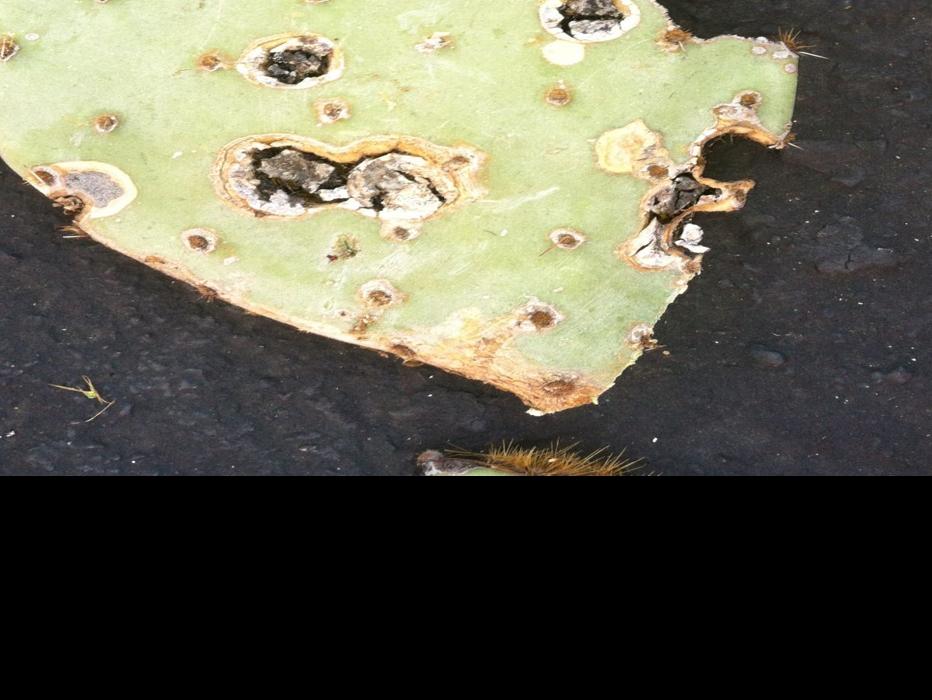 Black Splotches On Prickly Pears Tucson Com