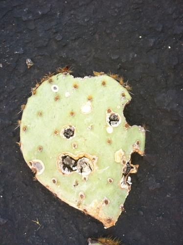 Black splotches on prickly pears