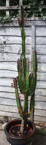 Garden Sage: Euphorbia trigona