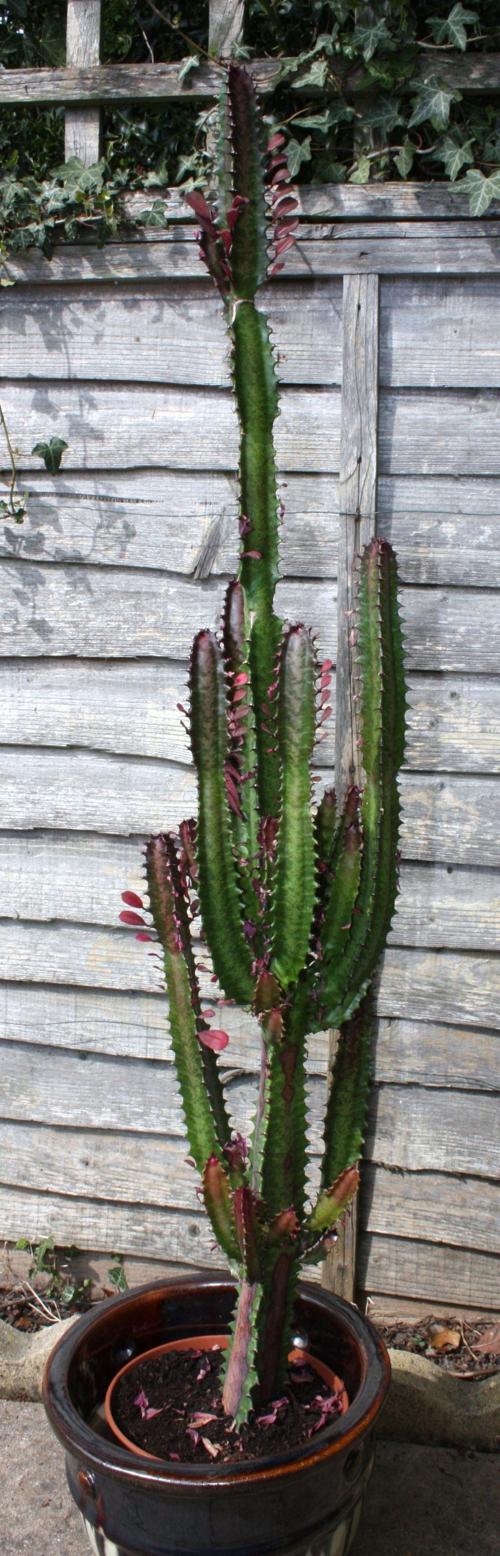 Garden Sage: Euphorbia trigona