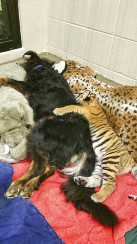 Dog takes over as tiger cubs' 'nanny' at Cincinnati Zoo