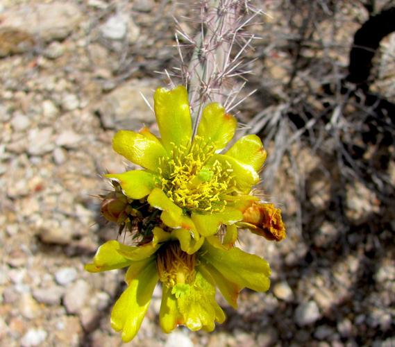 Yellow cholla cactus bloom