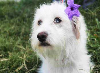 Pima Animal Care Center