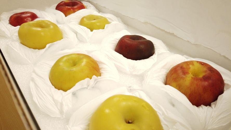 Colorado couple's 20-year search for extinct fruit finally pays off