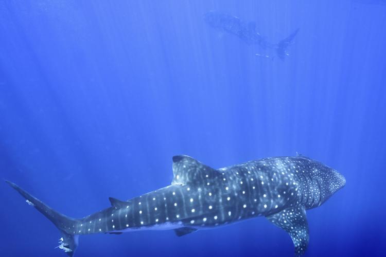 Whale Sharks Mating