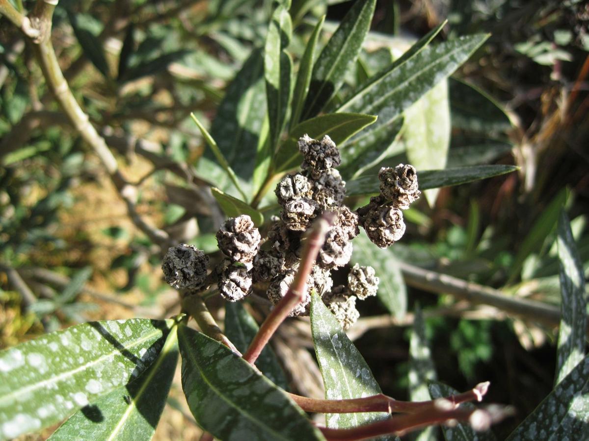 Garden Sage: Oleander gall