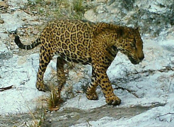 Jaguar in the Santa Rita Mountains