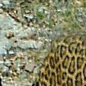Latest Rosemont Mine Ruling A Partial Victory For The Jaguar In