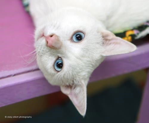 Adopt A Friend: Byakko