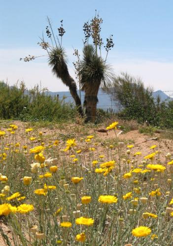 Southwest wildflowers