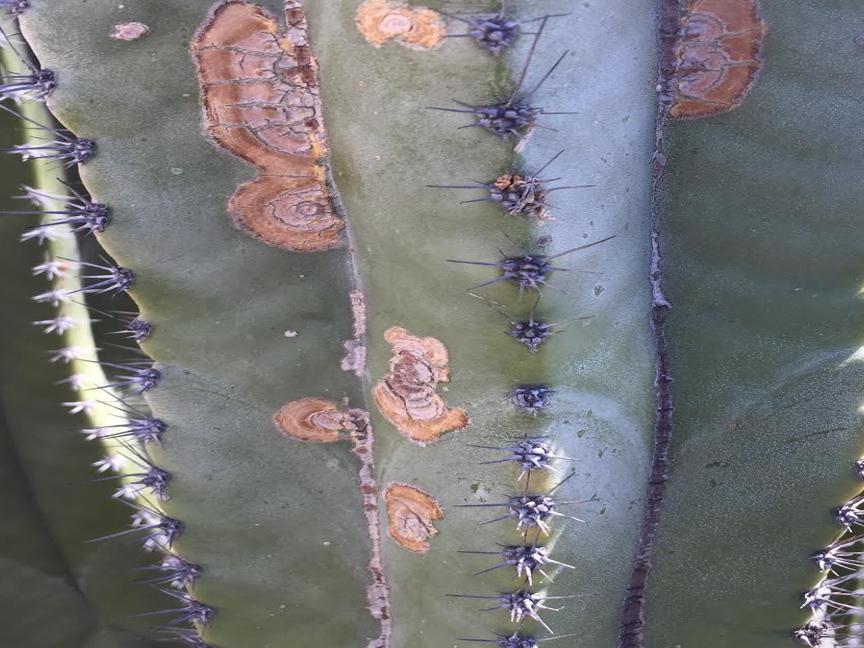 Brown Spots On Cactus Have Multiple Causes Tucson Com