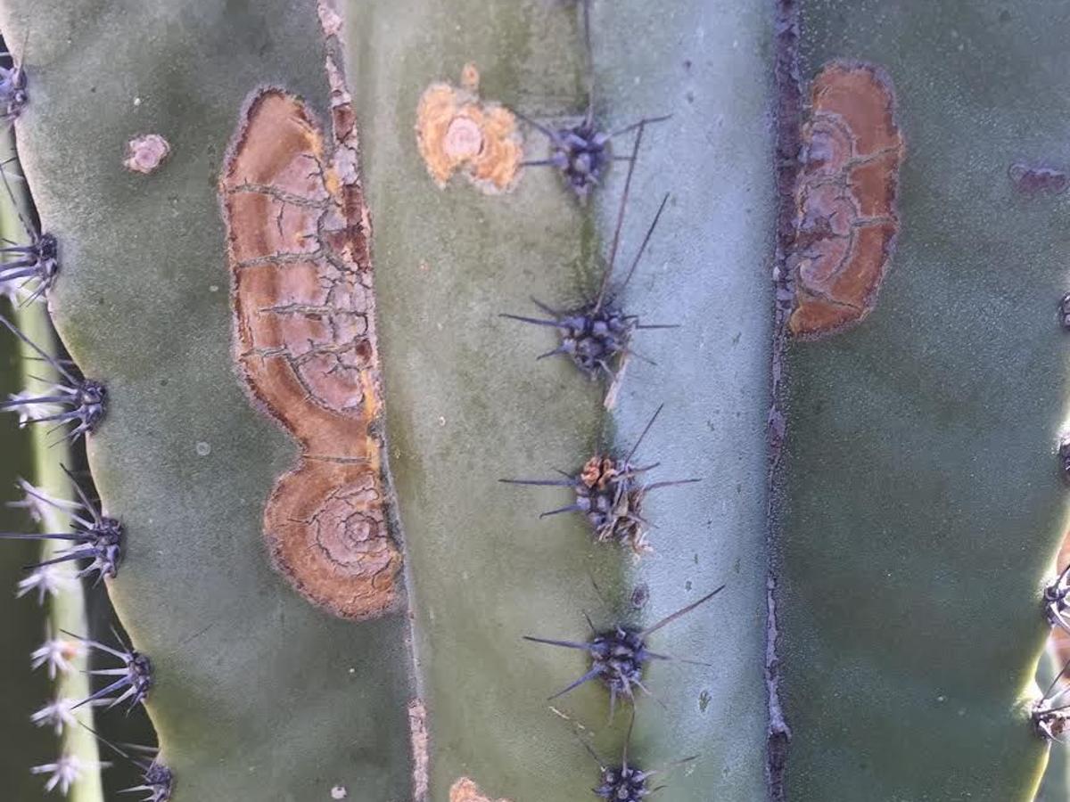 Brown Spots On Cactus Have Multiple Causes Tucson Com Brown Spots On Cactus Have Multiple Causes Tucson Com