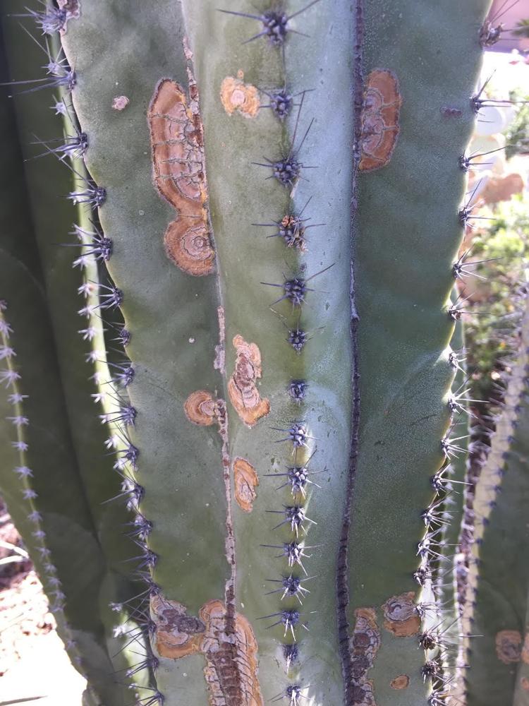 Brown spots on cactus have multiple causes