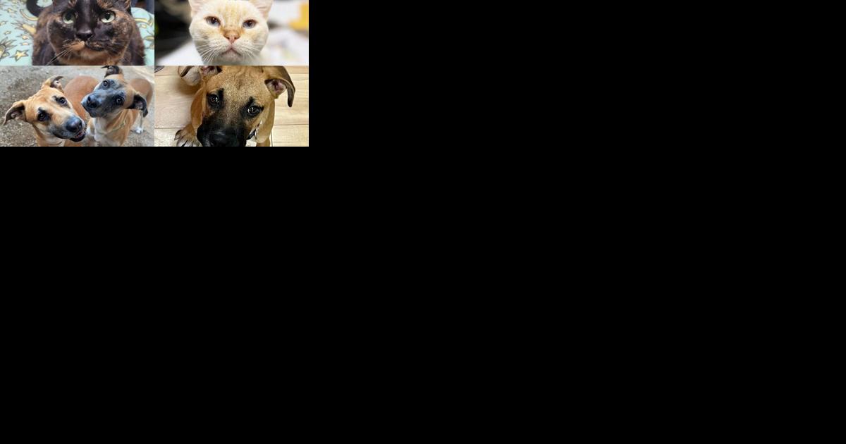 Pets for adoption locally - Vimarsana News