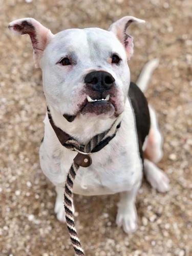 Adopt a friend: Jacks