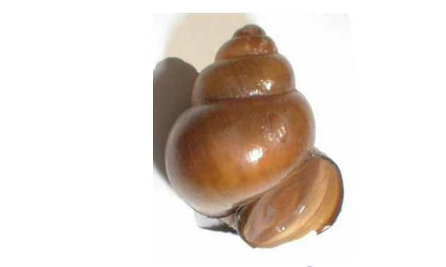 Chinese Mystery Snail (no)