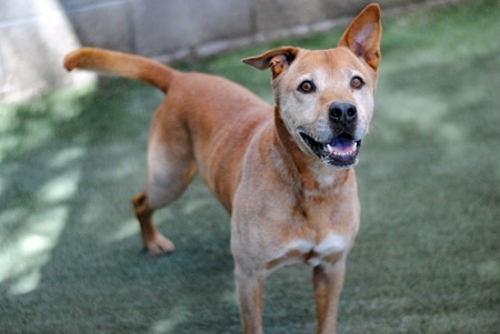 Osborne, German shepherd mix