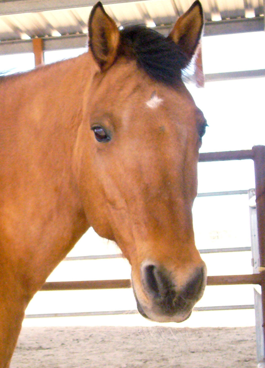 Adopt A Friend: Chance
