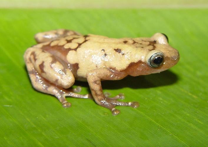 Endangered frogs