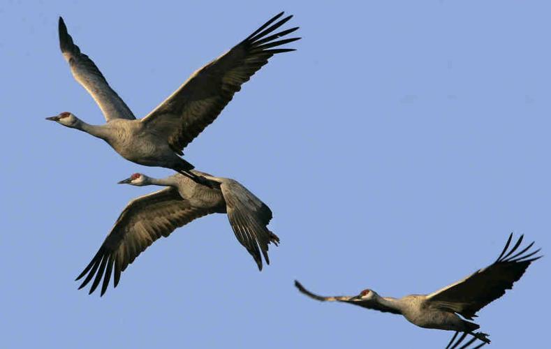 Sandhill cranes in Arizona