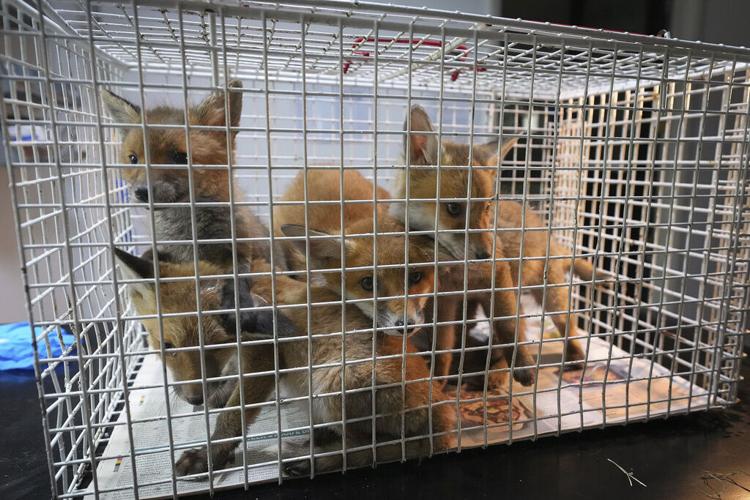 Britain Fox Rescue