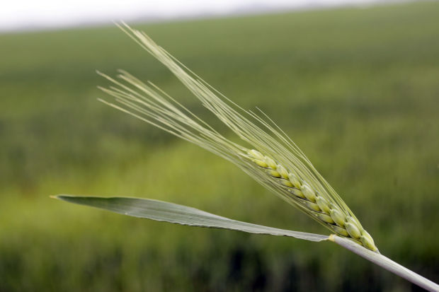 Heirloom White Wheat