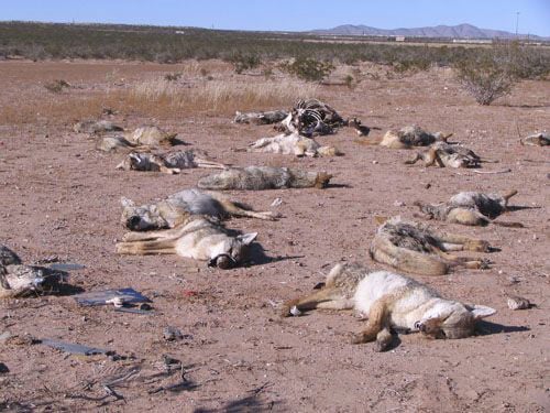 Coyotes killed in predator hunt