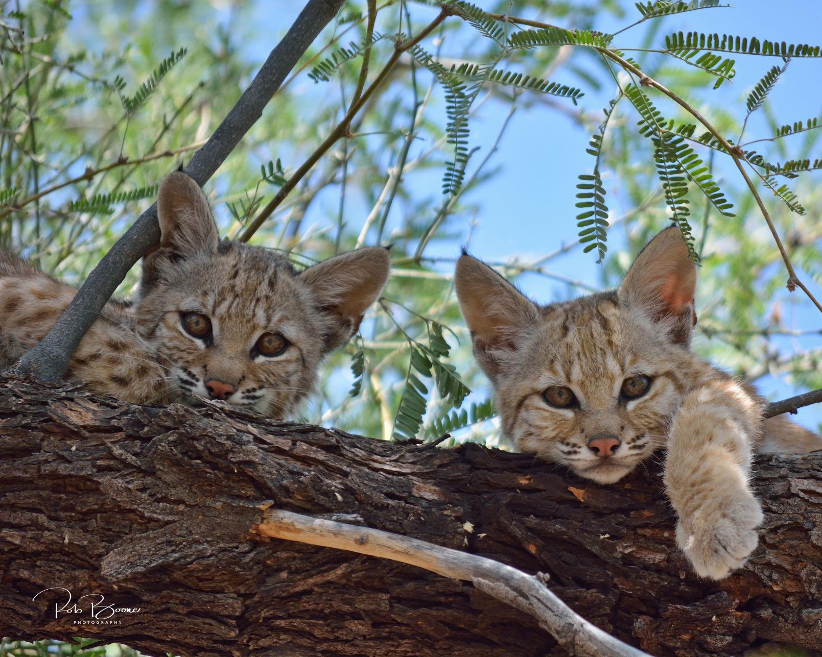 100+ photos of bobcats in Southern Arizona