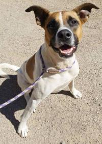 Photos: Adopt a friend