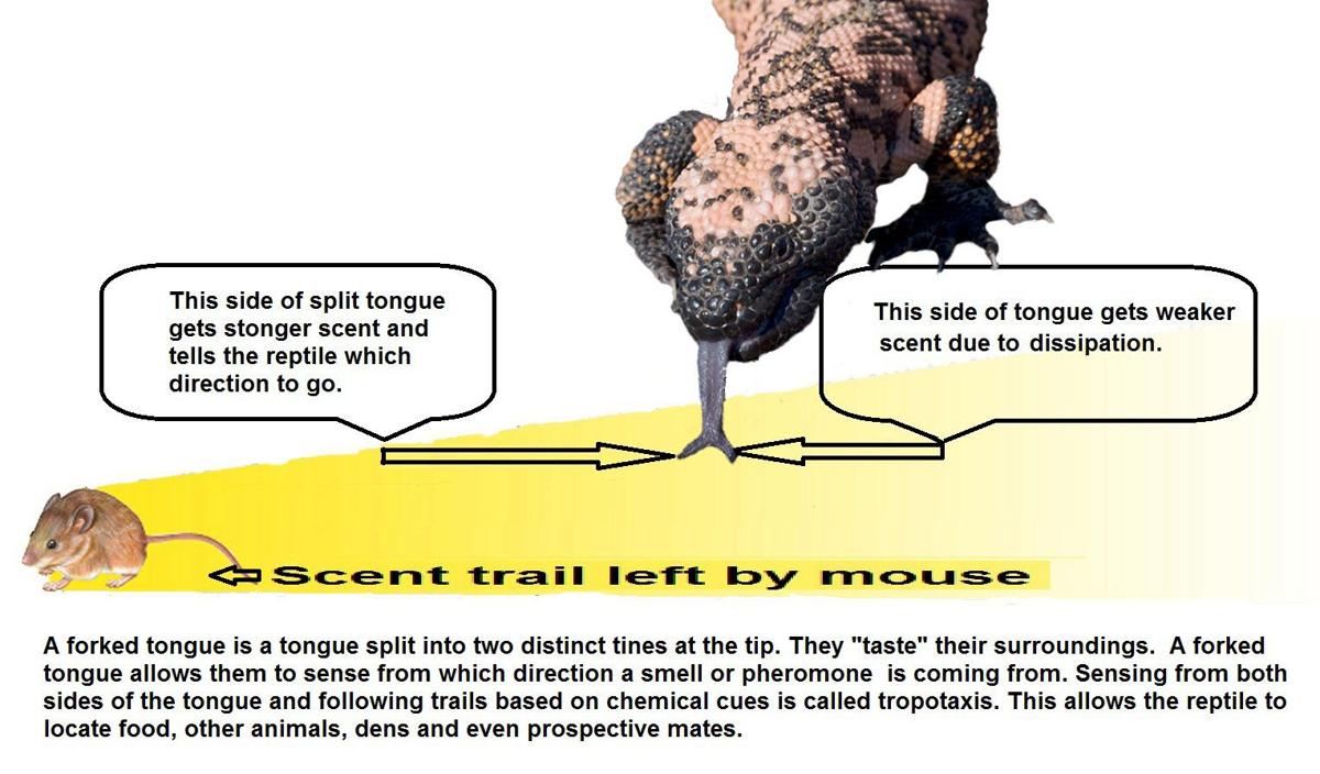 A Forked Tongue Saddlebag Notes