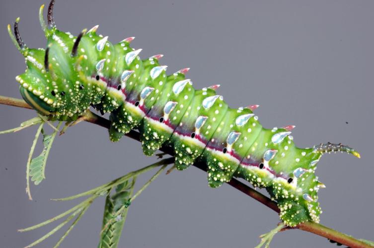 Garden Sage: Mesquite moth caterpillar (S. hubbardi)