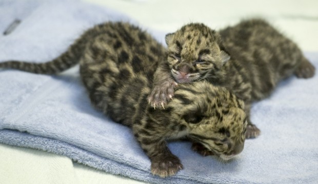 Animal shots of the week