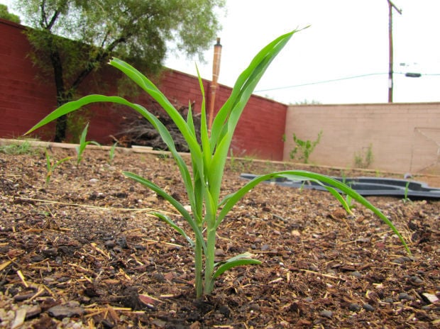 Gem corn