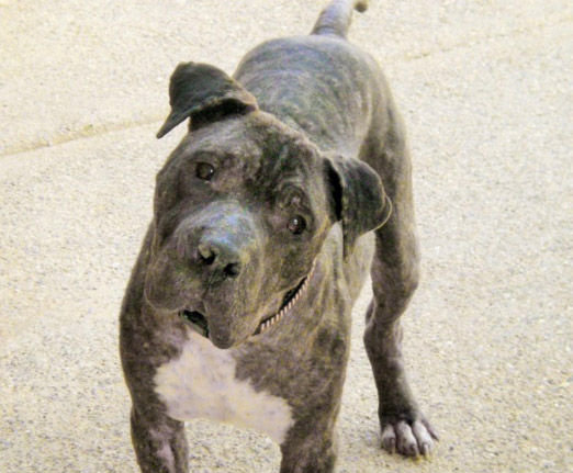 Adopt A Friend: Champion