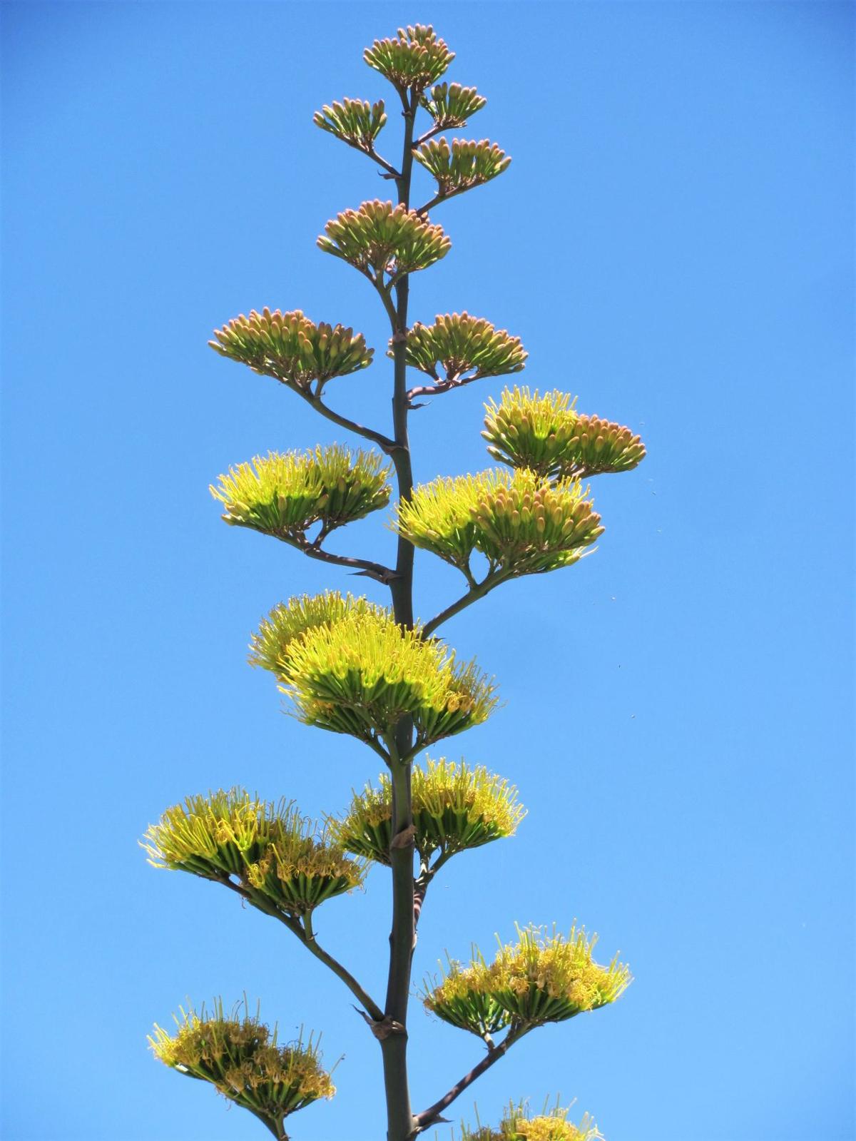 century plants are in beautiful bloom